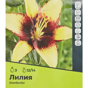 Лилия Бамбелби луковицы 12/14, 3 шт.