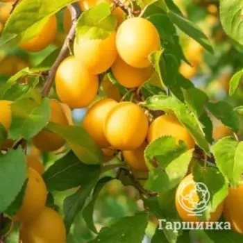 Слива Памяти Вавилова
