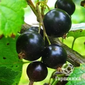 Смородина Дачница черная