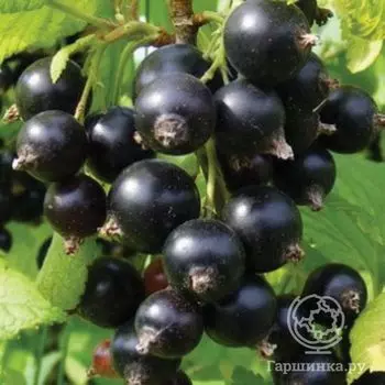 Смородина Десертная Огольцовой черная