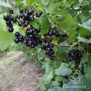 Смородина Селеченская черная (очень крупная ягода)