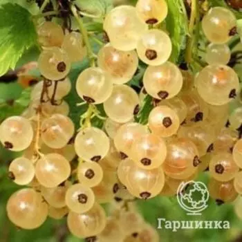 Смородина Белый виноград белая