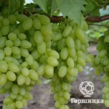 Виноград Кишмиш Столетие бессемянный урожайный