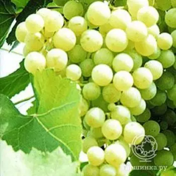 Виноград Краса Севера плодовый