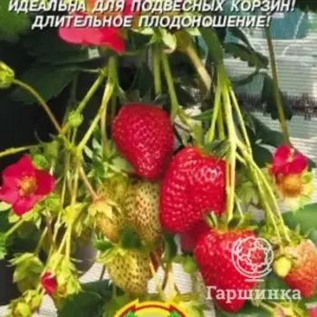 Семена Земляника S1 Вечность, 10 шт, Плазменные семена
