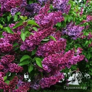Сирень памяти Людвига Шпета