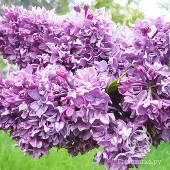 Сирень Салават Юлаев