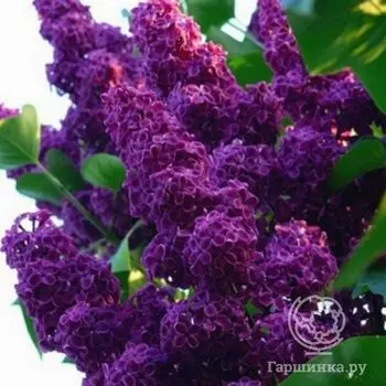 Сирень Чарльз Джоли (Шарль Жоли)