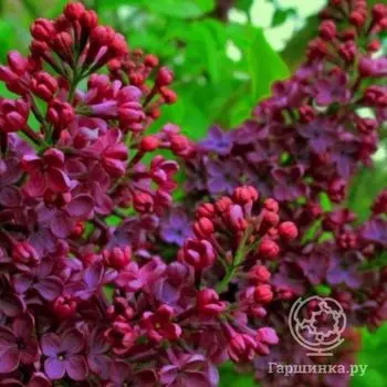 Сирень Знамя Ленина
