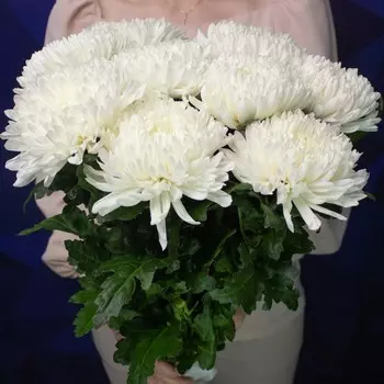 LetuFlowers Безупречность
