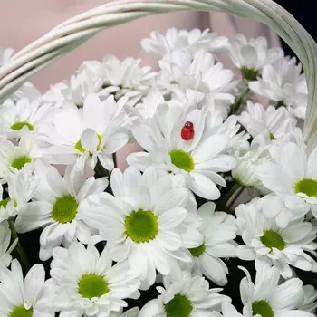 LetuFlowers Летняя прогулка