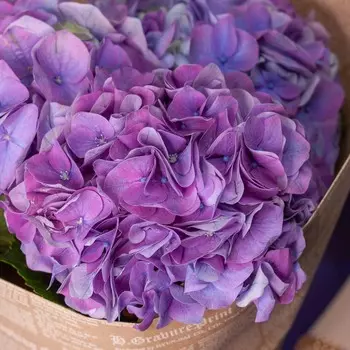 LetuFlowers Ночные сны