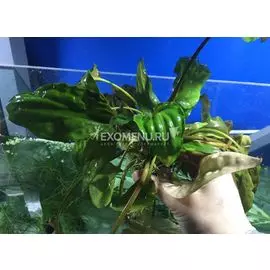 Криптокорина sp. XL