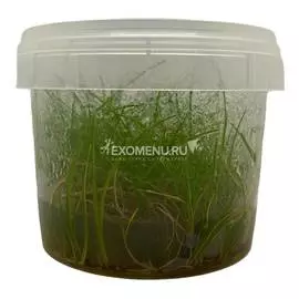 Элеохарис парвула (Eleocharis parvula) меристемное