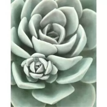 картина на холсте POSTERMARKET Суккуленты, 40х50 см