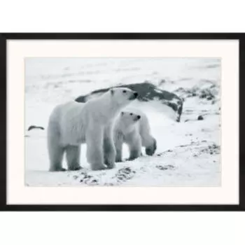 картина в раме POSTERMARKET Белые медведи, 50х70 см