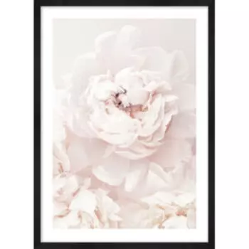 картина в раме POSTERMARKET Белые пионы, 50х70 см