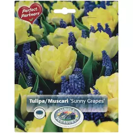 Смесь тюльпана и мускари Simple Pleasures Sunny Grapes 30 шт