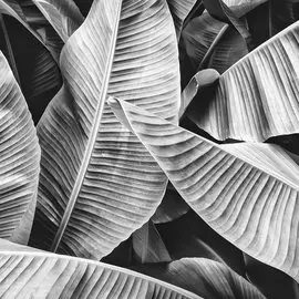 Салфетки Paper+Design Big leaves 3-сл 33х33 см 20 шт