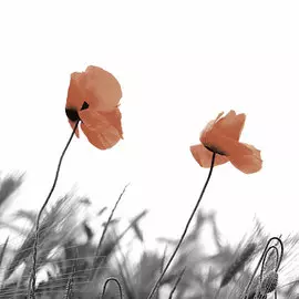 Салфетки Paper+Design Two poppies 3-сл 33х33 см 20 шт