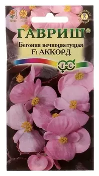 Семена комнатных цветов бегония аккорд F1 вечноцветущая. пробирка, Мн, 5 шт.